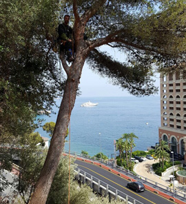 Abattage arbre Monaco Monte-Carlo