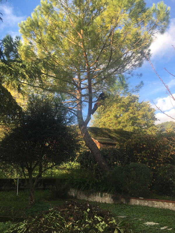 Abattage arbre par démontage 06 83 04