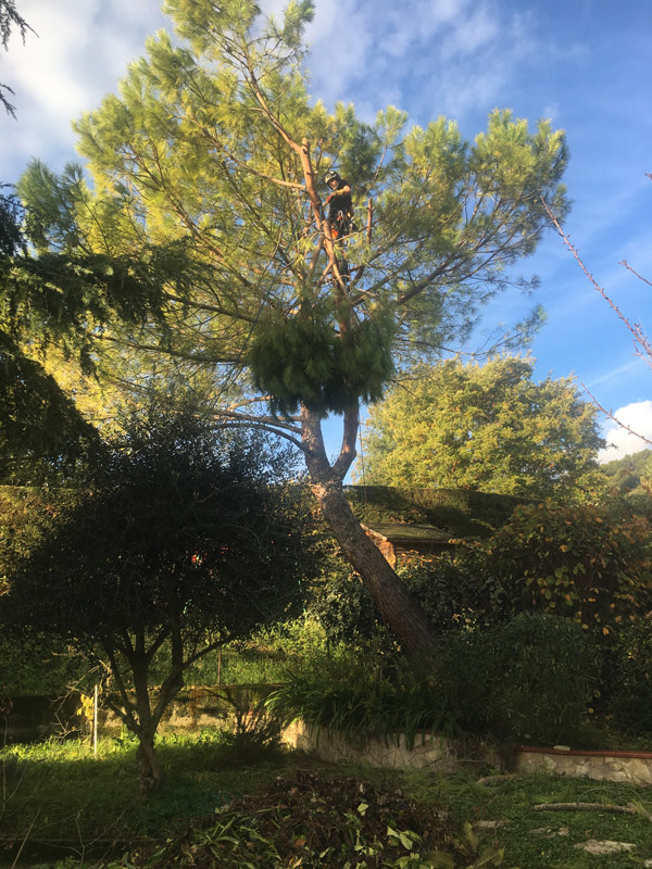 Abattage arbre par démontage 06 83 04