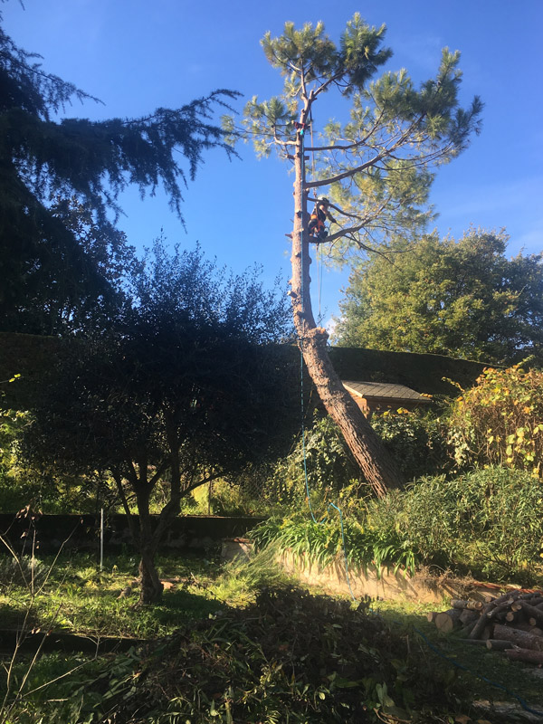 Abattage arbre par démontage 06 83 04
