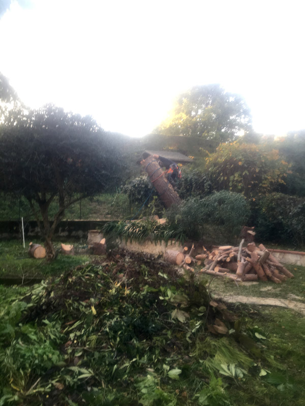 Abattage arbre par démontage 06 83 04