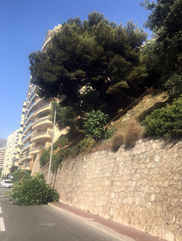 Elagueur abattage 98000 Monaco