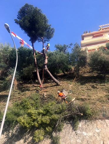 Abattage arbre 98000 Monaco