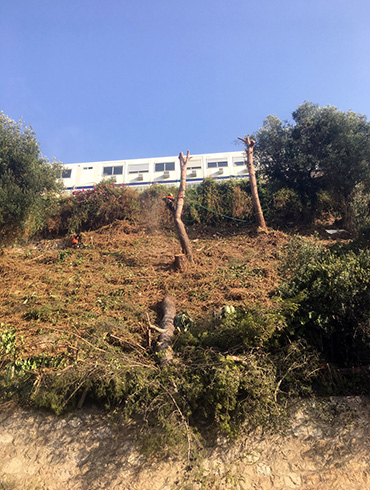 Abattage arbres dangereux 98000 Monaco
