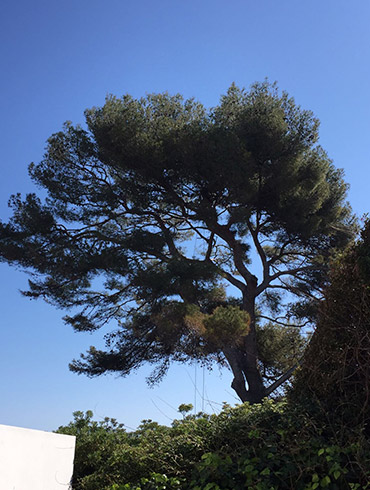 Elagage St Jean Cap Ferrat 06330