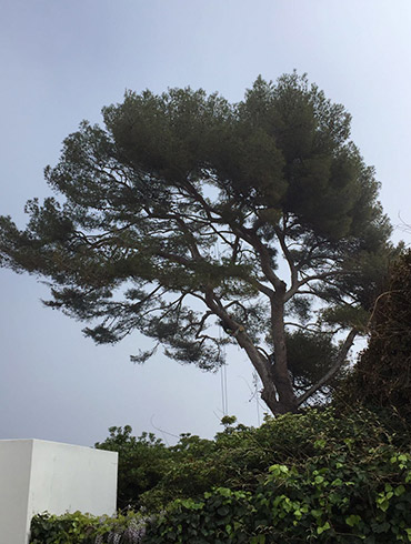 Elagage St Jean Cap Ferrat 06330