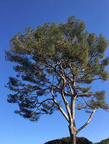 Elagage St Jean Cap Ferrat 06330