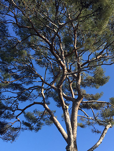 Elagage St Jean Cap Ferrat 06330